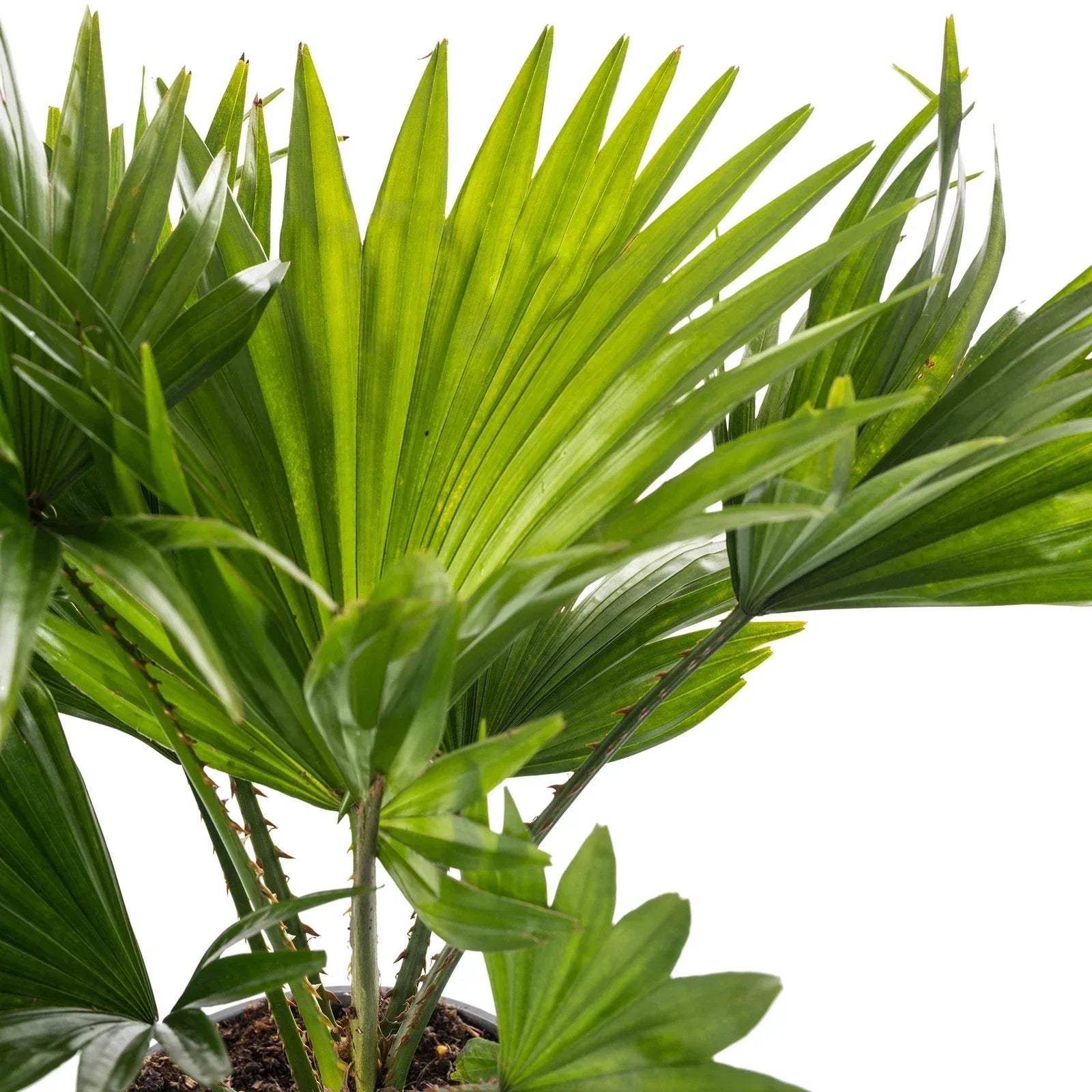 Livistona Fan Palm Large Indoor Tropical House Plant Real Evergreen Tall Plants