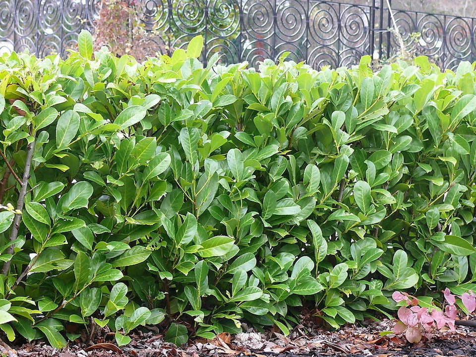 Cherry Laurel Fast Growing Evergreen Hedging Plants 30-50cm Tall Potted