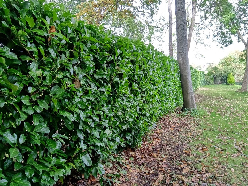 25x Laurel Garden Evergreen hedge plants bare root hedging 3-4ft