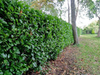 10 Cherry Laurel Evergreen bare root hedge plants 60-90cm (2-3ft)