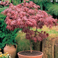 Acer 'Atropurpureum' palmatum Japanese Maple Deciduous Garden Plant In Pot