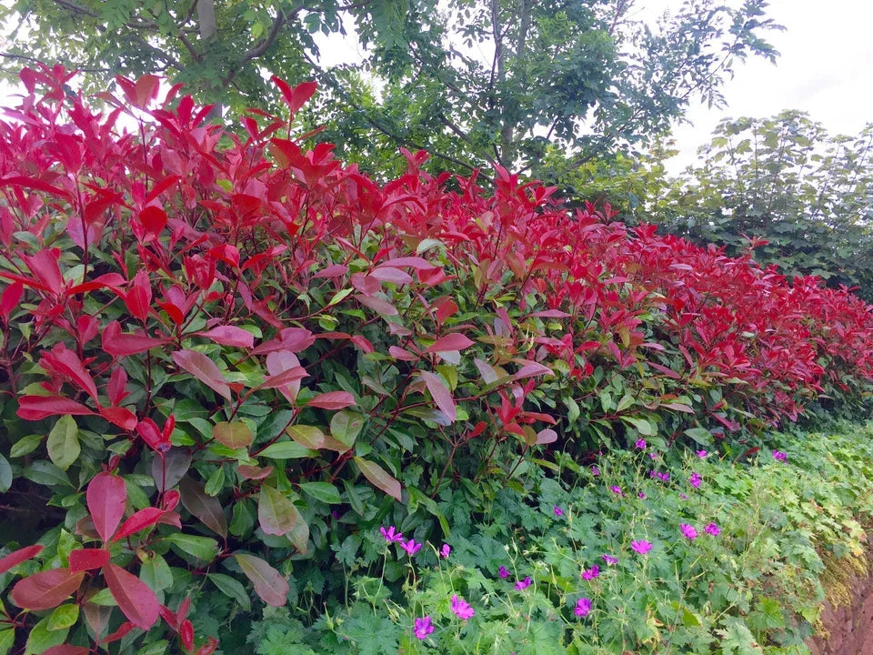 10 Red Robin Hedging Photinia Evergreen Plants Fast Growing 25-40cm Potted