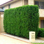 10 Green Leylandii Hedging Evergreen Conifer Plants Fast Growing 40-60cm Potted