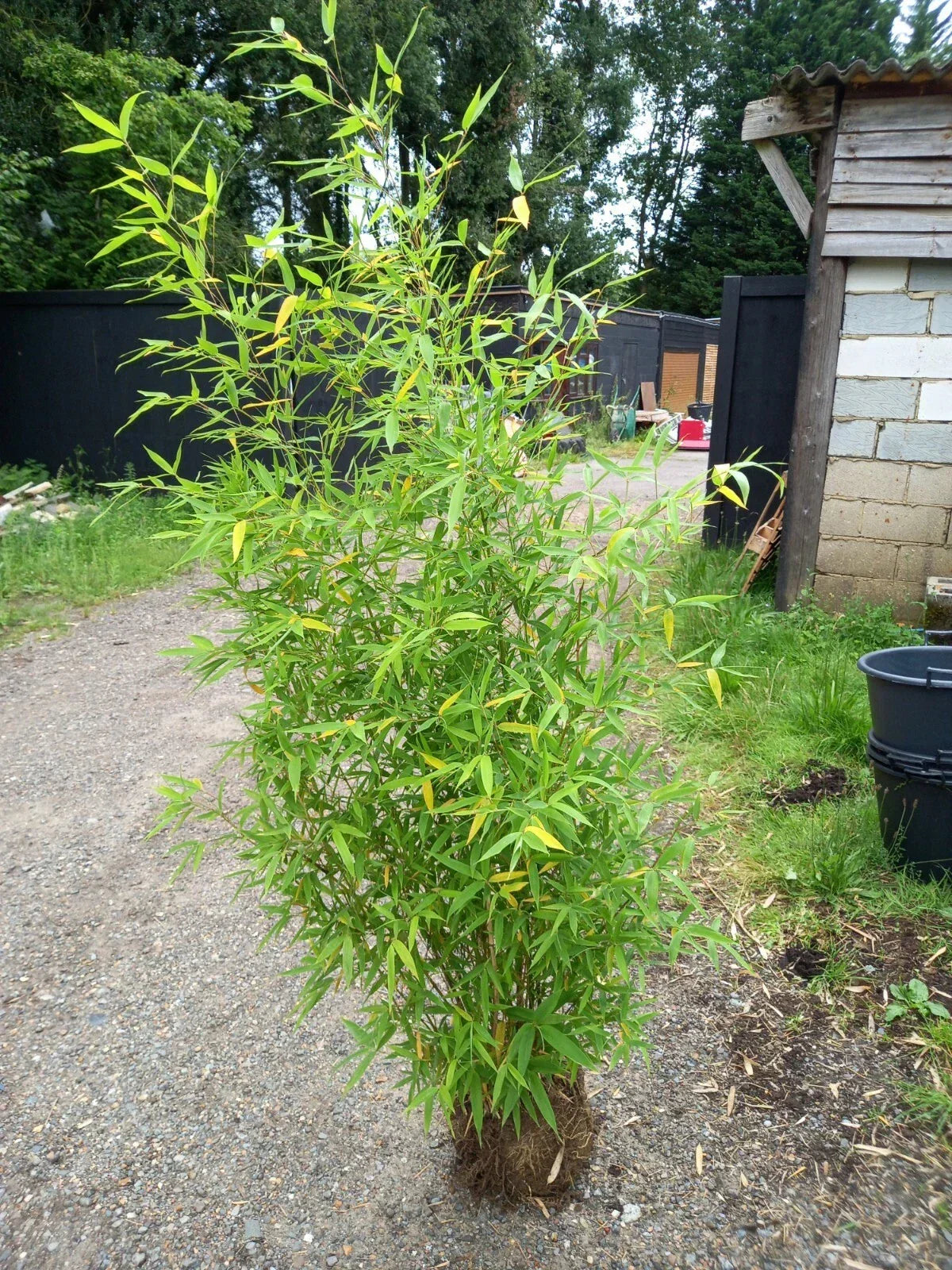 Phyllostachys bissetii bamboo clump screening JUMBO LIVE ROOT BALL approx 5-6ft
