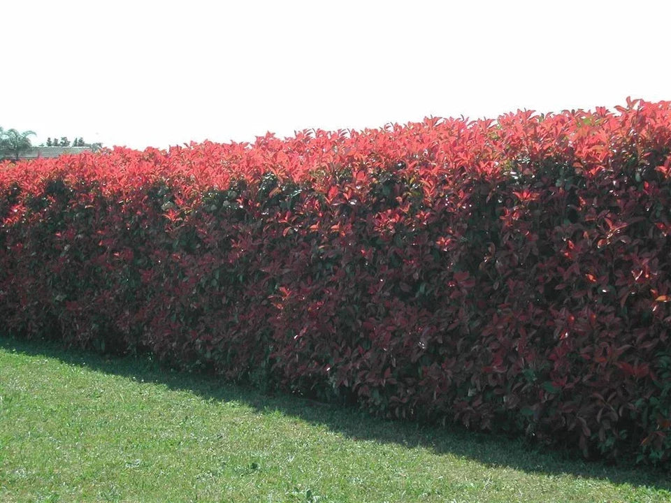 10 Red Robin Hedging Photinia Evergreen Plants Fast Growing 25-40cm Potted