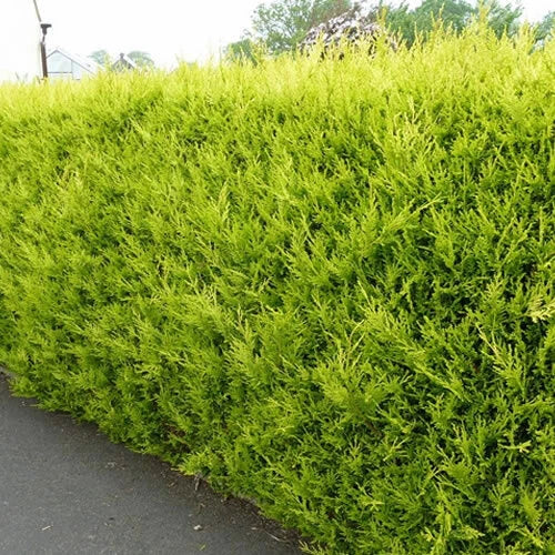 5 X LEYLANDII GOLD EVERGREEN CONIFER HEDGING PLANT IN POT (1-2FT)