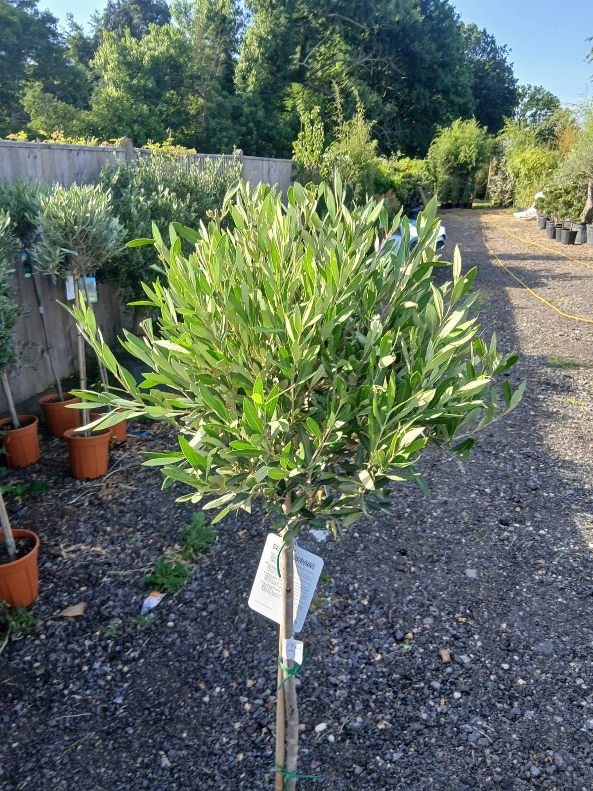 Olive Tree Large Approx 160cm Tall 25L UK Hardy Evergreen Patio Plant Healthy