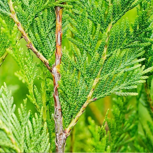 2000 X THUJA PLICATA 'ATROVIRENS' RED CEDAR EVERGREEN HARDY HEDGING PLANT IN POT