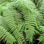 Tree Fern Plant in 17cm Pot - Dicksonia Antarctica