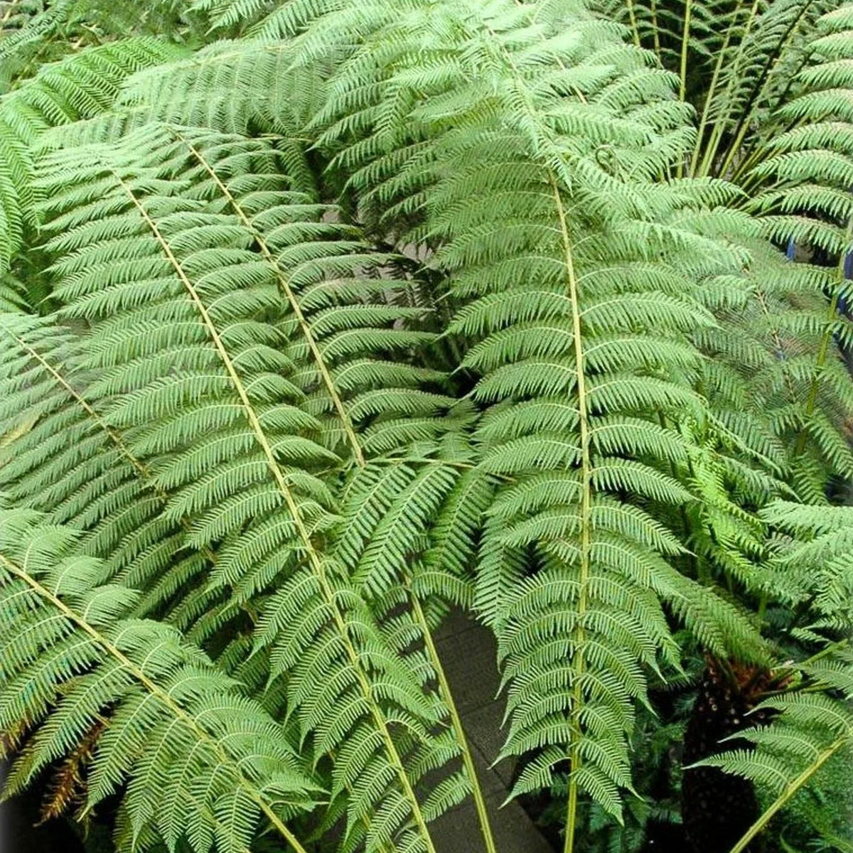 Tree Fern Plant in 17cm Pot - Dicksonia Antarctica