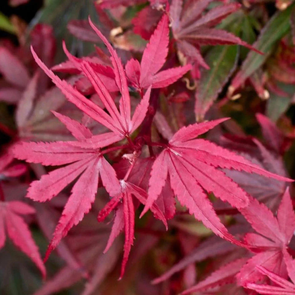 Acer palmatum Shaina - Japanese Maple | Large Outdoor Garden Ready Tree in Pot