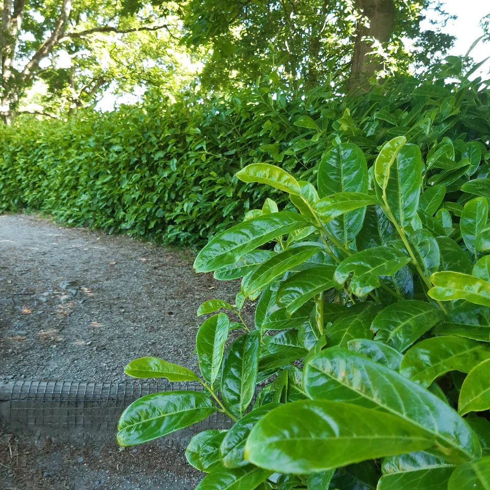 10 Cherry Laurel Hedging Plants 30-50cm Tall Potted