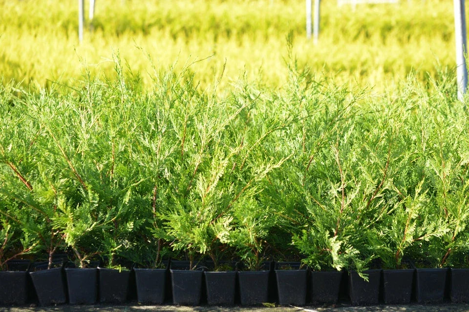 5 X LEYLANDII GOLD EVERGREEN CONIFER HEDGING PLANT IN POT (1-2FT)