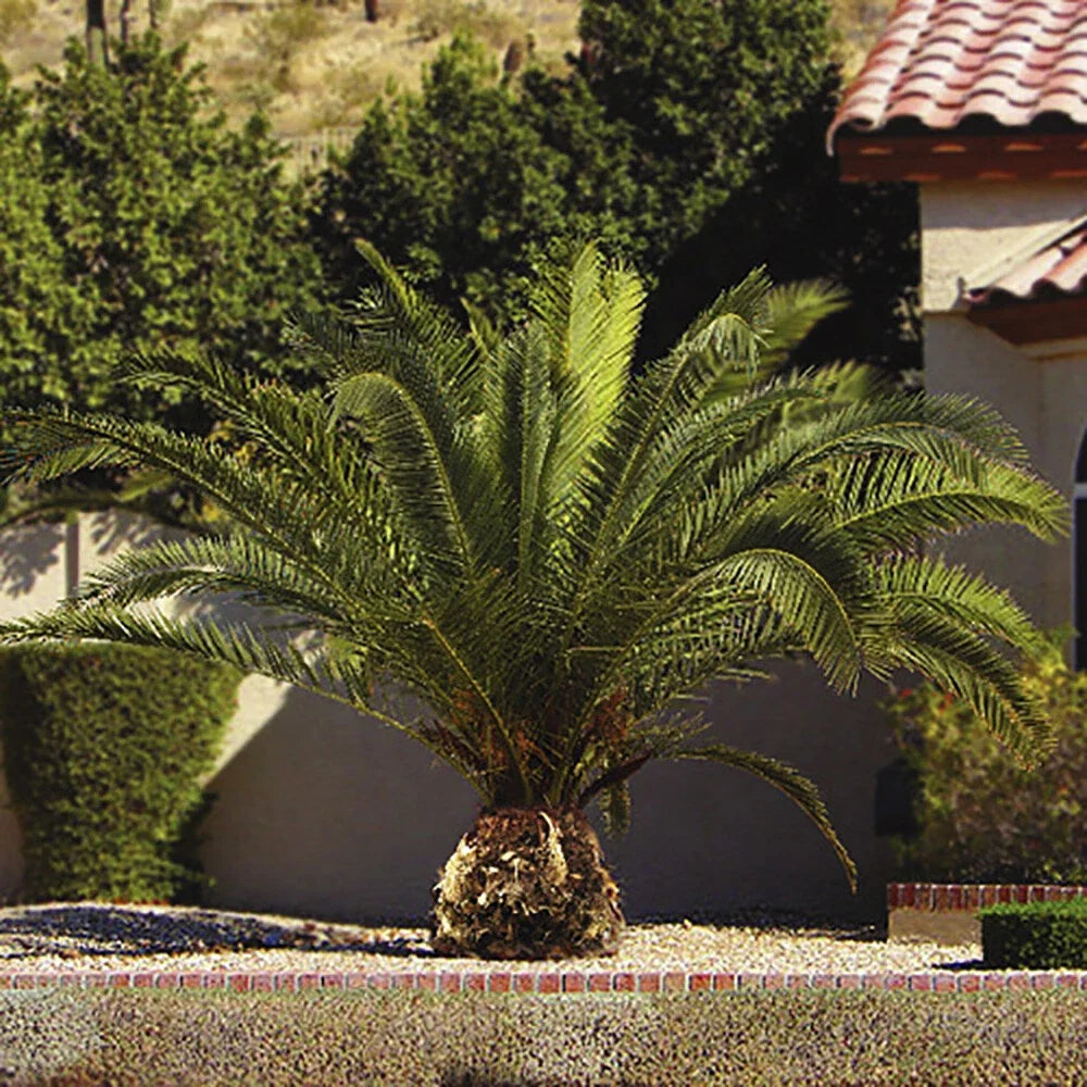 Tropical Palm Tree, Phoenix Canariensis 80cm-1m Tall, 1 x 19cm Pot