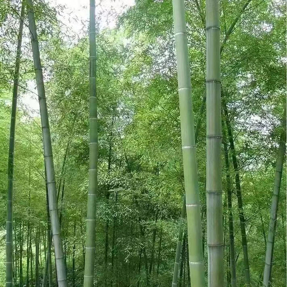 Giant Moso Bamboo Seeds, Phyllostachys Pubescens Edulis