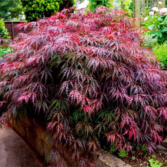 3 x Acer Plant Collection - 11cm Pots - Vars Atropur- pureum - Orange Dream