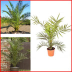Hardy Phoenix palm 55-75cm in 14cm pot Single