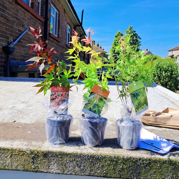 3 x Acer Plant Collection - 11cm Pots - Vars Atropur- pureum - Orange Dream