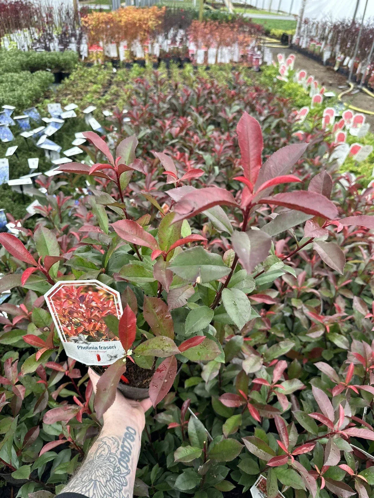 10x Photinia x fraseri Carre Rouge - Hedging - 40-60cm - 3 Litre Pot - Plant