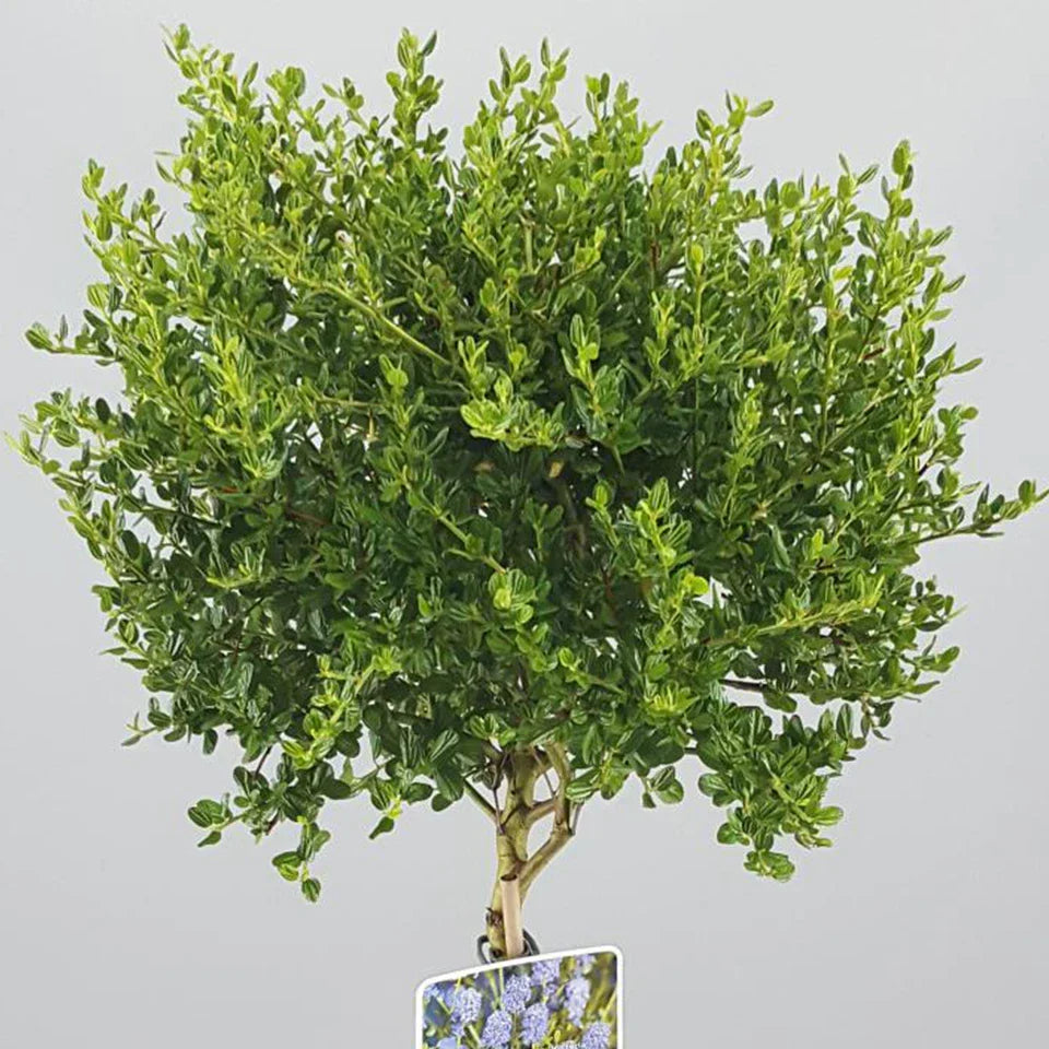 Ceanothus Victoria Tree / potted California Wild lilac trees 70_80cm