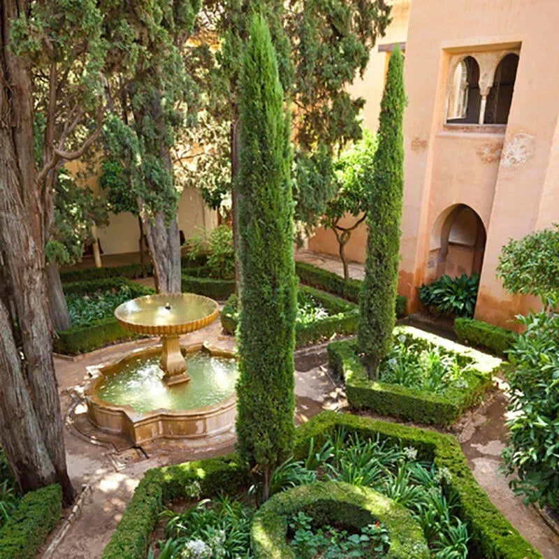 Pair of Italian Cypress Trees  Ornamental Ever- green Shrubs,  2 sizes