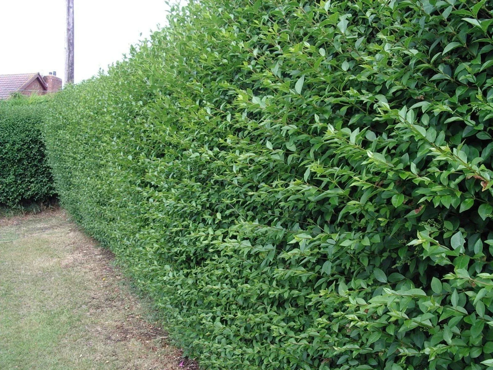 600 Green Privet Plants 3-4ft Tall, Evergreen Hedging, Grow a Quick, Dense Hedge