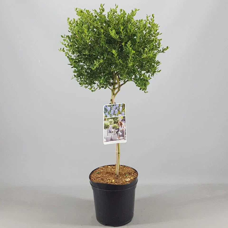 Ceanothus Victoria Tree / potted California Wild lilac trees 70_80cm