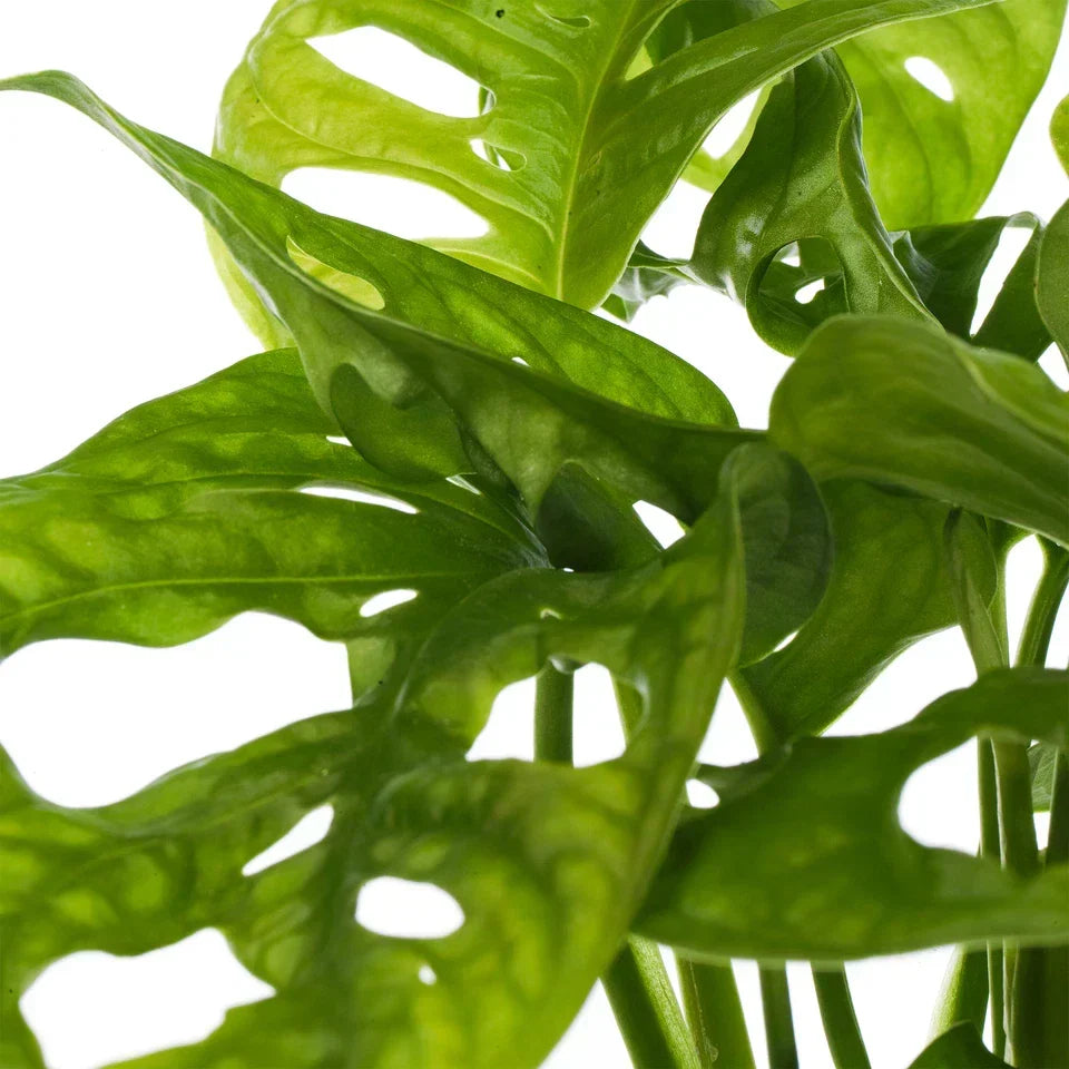 Vibrant Monstera Obliqua Monkey Leaf Indoor Potted Houseplant 20-30cm with Pot