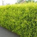 10x LEYLANDII GOLD | EVERGREEN CONIFER HEDGING 30-60cm
