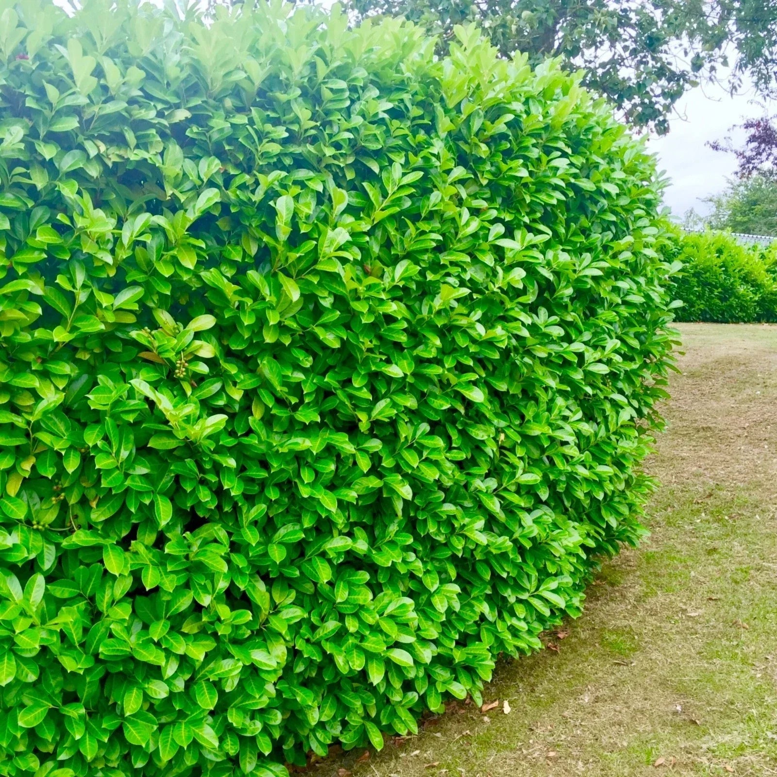 60 Cherry Laurel Hedging 2-3ft Evergreen Plants Bare Root Multi Stem A+ Grade