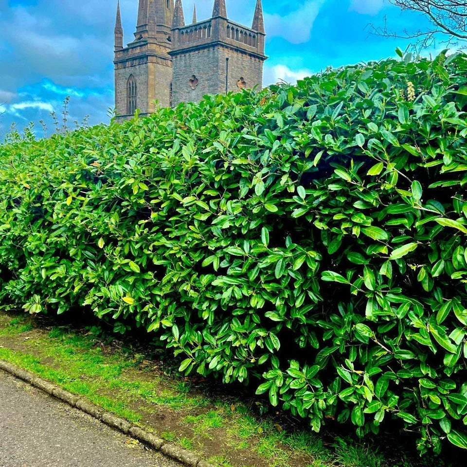 10 Cherry Laurel Hedging Plants 30-50cm Tall Potted
