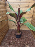 Ensete ventricosum Maurelii - Red Abyssinian Banana - Plant in 5 L Pot