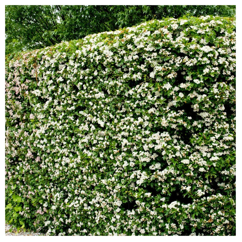 10x Hawthorn Hedging Plants, Wildlife Friendly 2-3ft In 1L Pot, Hawthorne Hedges
