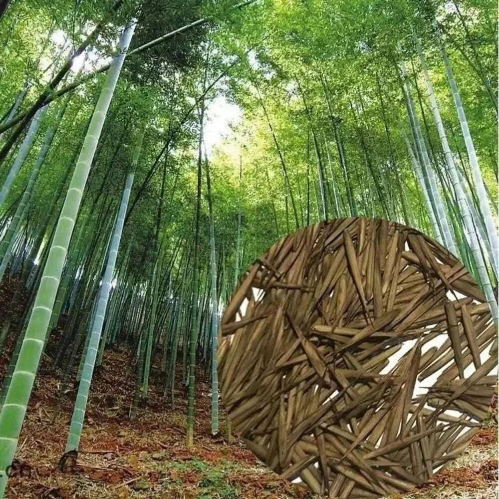 Giant Moso Bamboo Seeds, Phyllostachys Pubescens Edulis