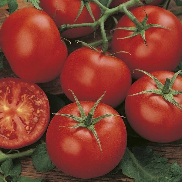 3 × Tomato ‘Moneymaker’ Plug Plants – READY NOW!