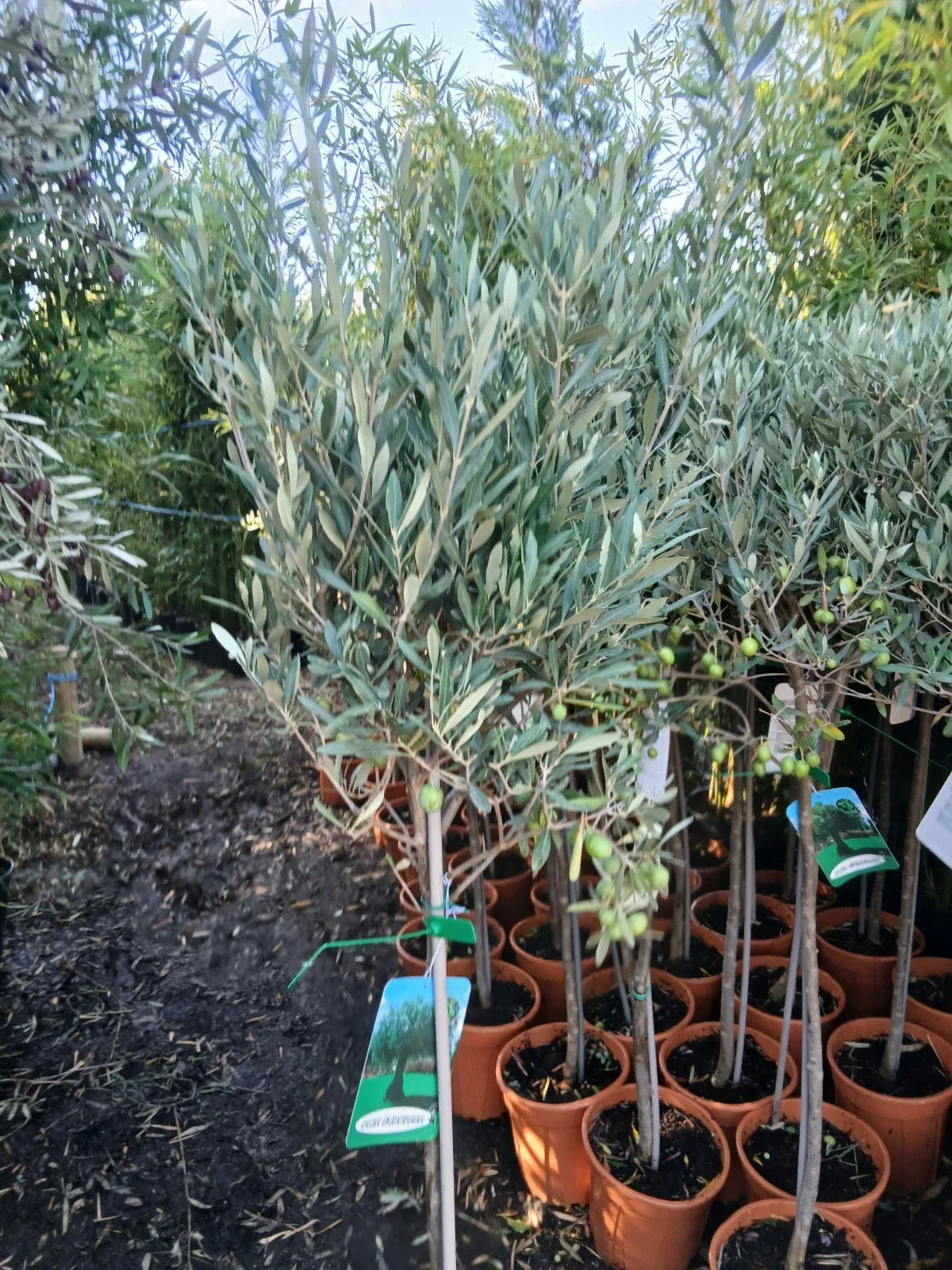 Olive Tree Large Approx 150cm+/- Tall 10L UK Hardy BIG HEADS