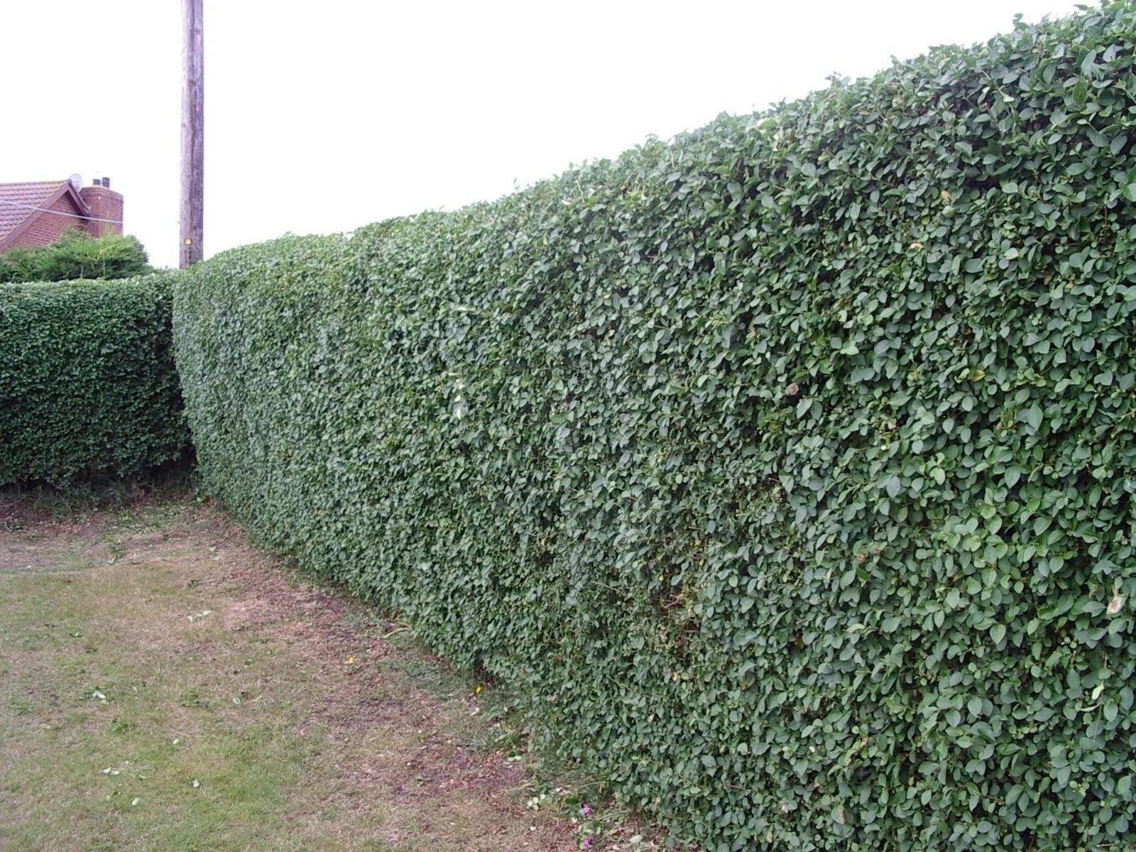 Green Privet Plants 3 - 4ft Tall, Evergreen Hedging, Grow a Quick, Dense Hedge