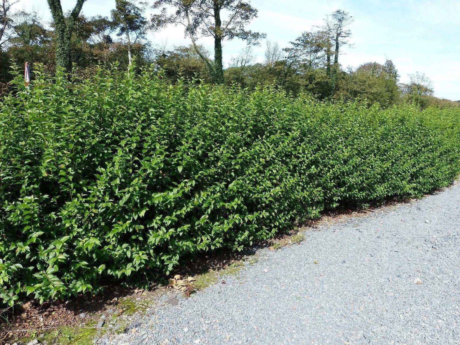 Green Privet Plants 3 - 4ft Tall, Evergreen Hedging, Grow a Quick, Dense Hedge