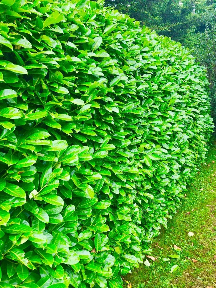 10 x 5-6ft Potted Cherry Laurel Hedge Plants (Multi-Buy Offers Available)