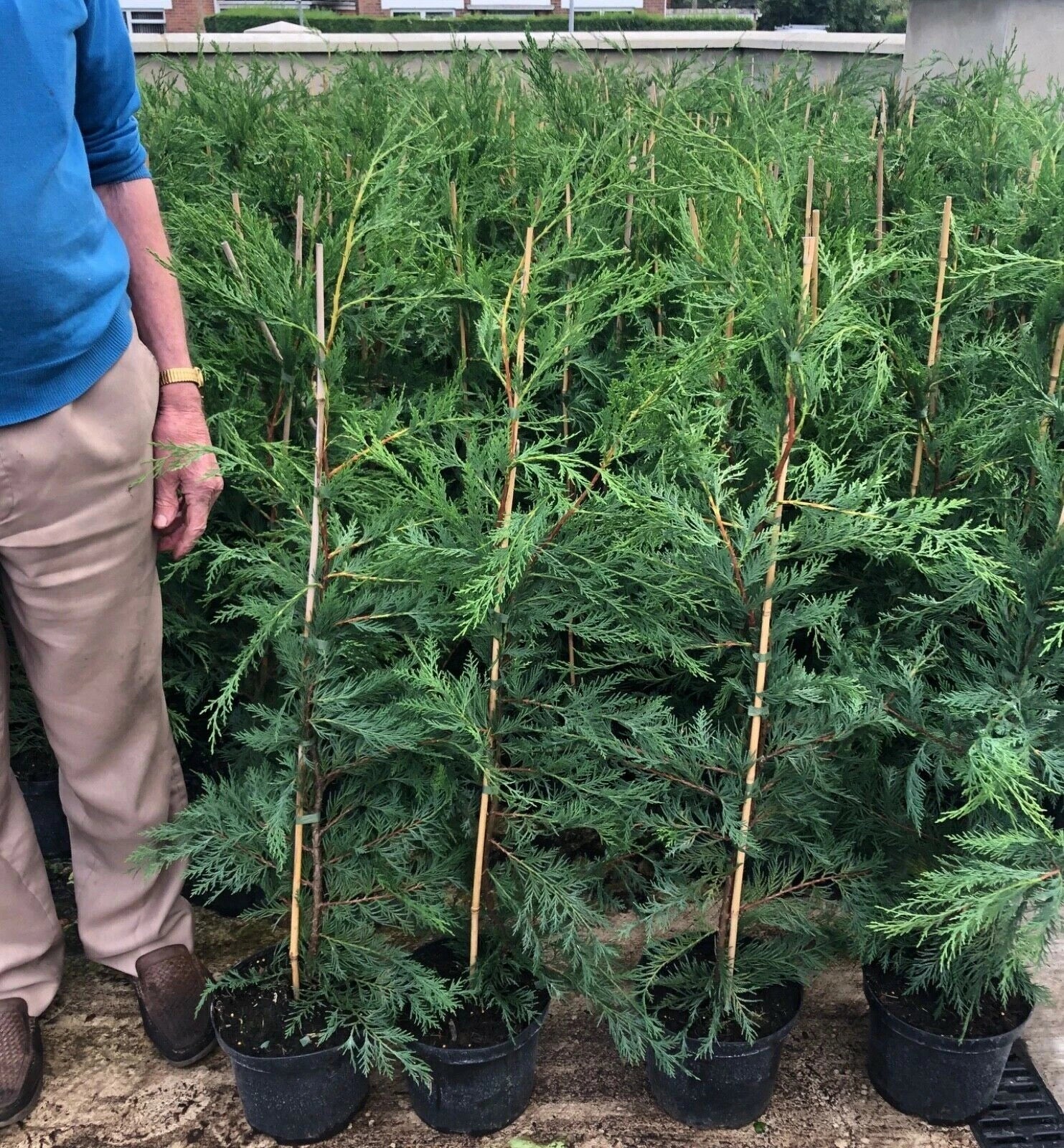 Green Leylandii Hedging Evergreen Conifer Plants 3-4ft Large 3 Litre Pots