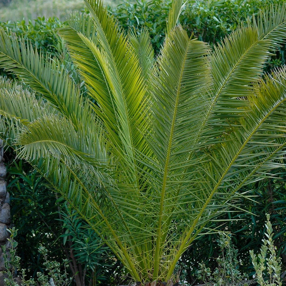 Tropical Palm Tree, Phoenix Canariensis 80cm-1m Tall, 1 x 19cm Pot