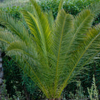 Tropical Palm Tree, Phoenix Canariensis 80cm-1m Tall, 1 x 19cm Pot