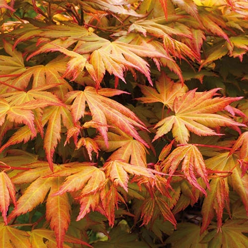 3 x Acer Plant Collection - 11cm Pots - Vars Atropur- pureum - Orange Dream