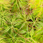 Acer 'Emerald Lace' Japanese Maple Plant - 25-35cm in Height Ready to Plant
