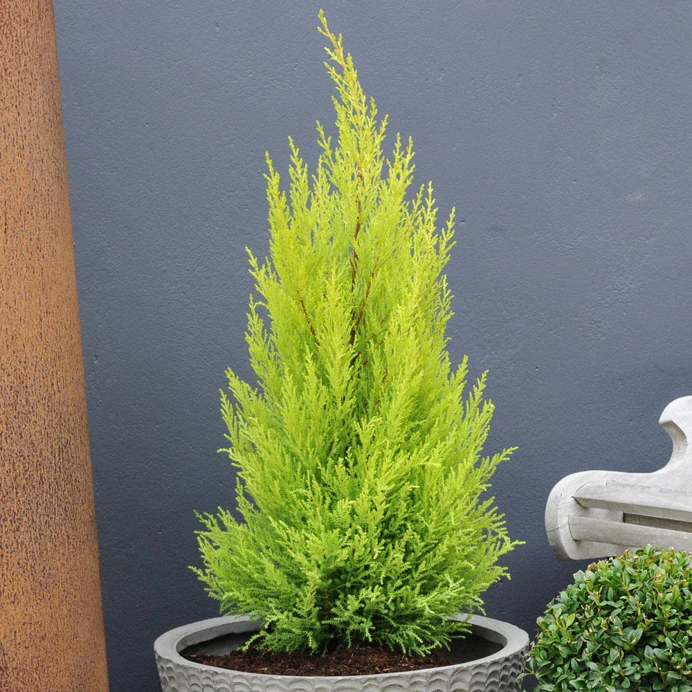 Cupressus Plant Conifer Wilma Goldcrest Lemon Scented Evergreen 10.5cm Pots