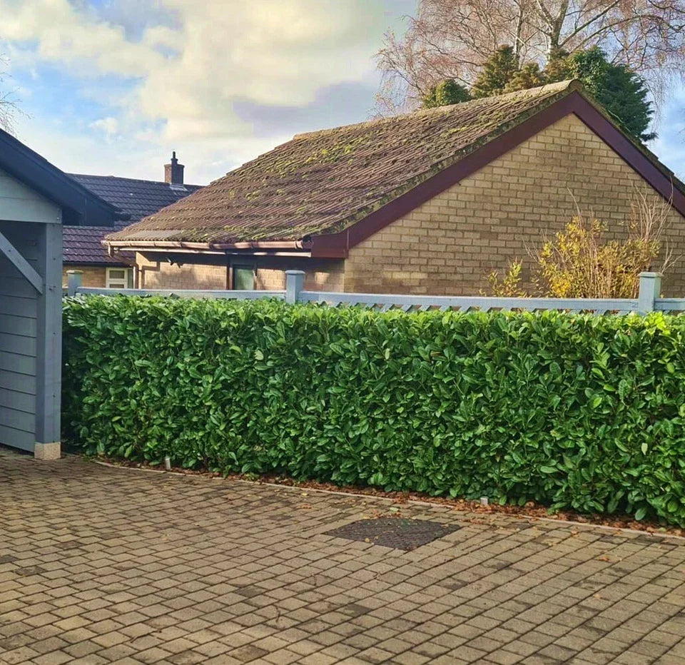 Laurel Garden Evergreen hedge plants bare root hedging