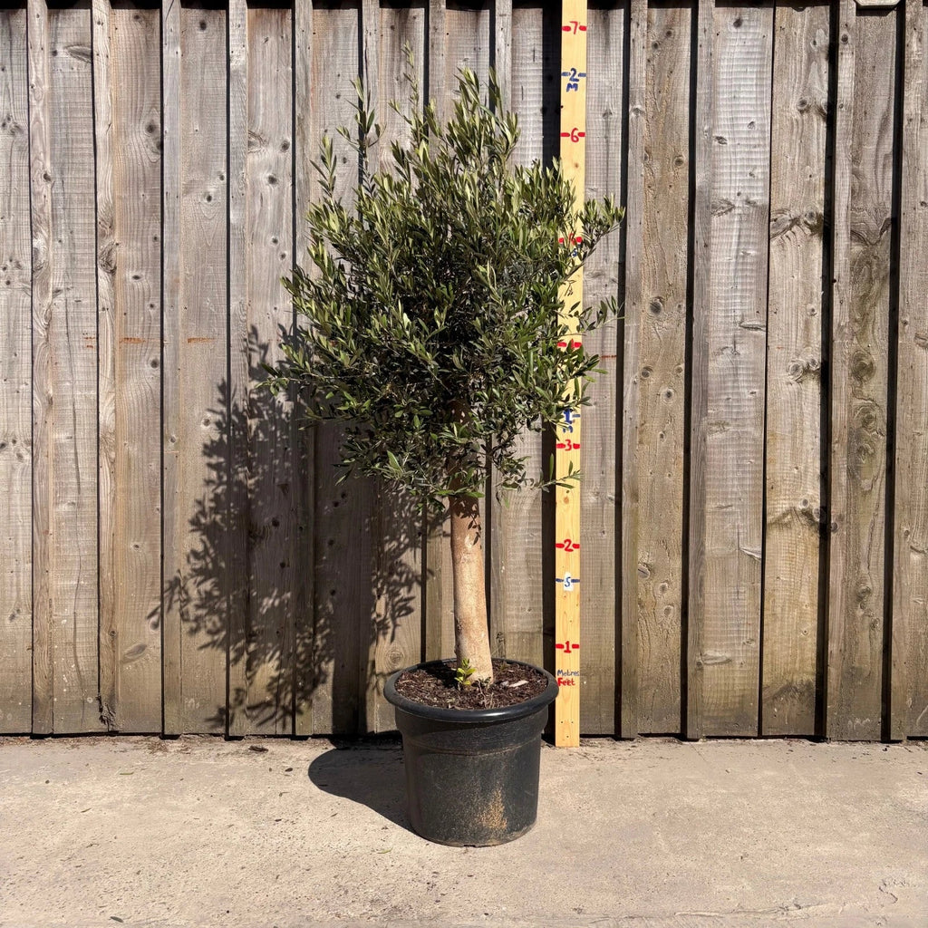 Thick Stem Olive Tree - L