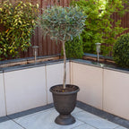 Yougarden Olive Tree Standard 80cm Tall