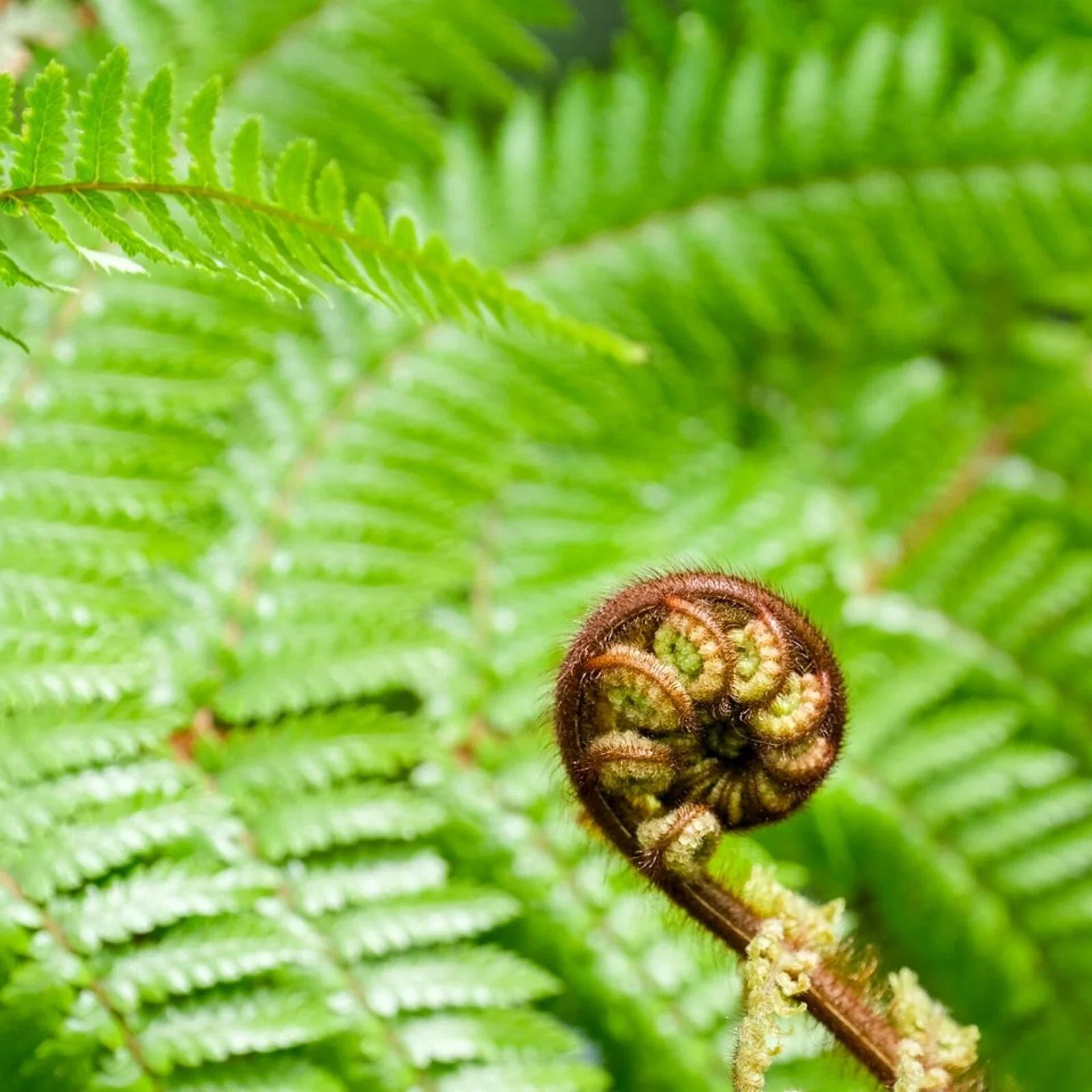 Tree Fern Plant in 17cm Pot - Dicksonia Antarctica