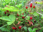 20 X Russian Wild Strawberry Plants! Berries All Year Round! No Care Needed